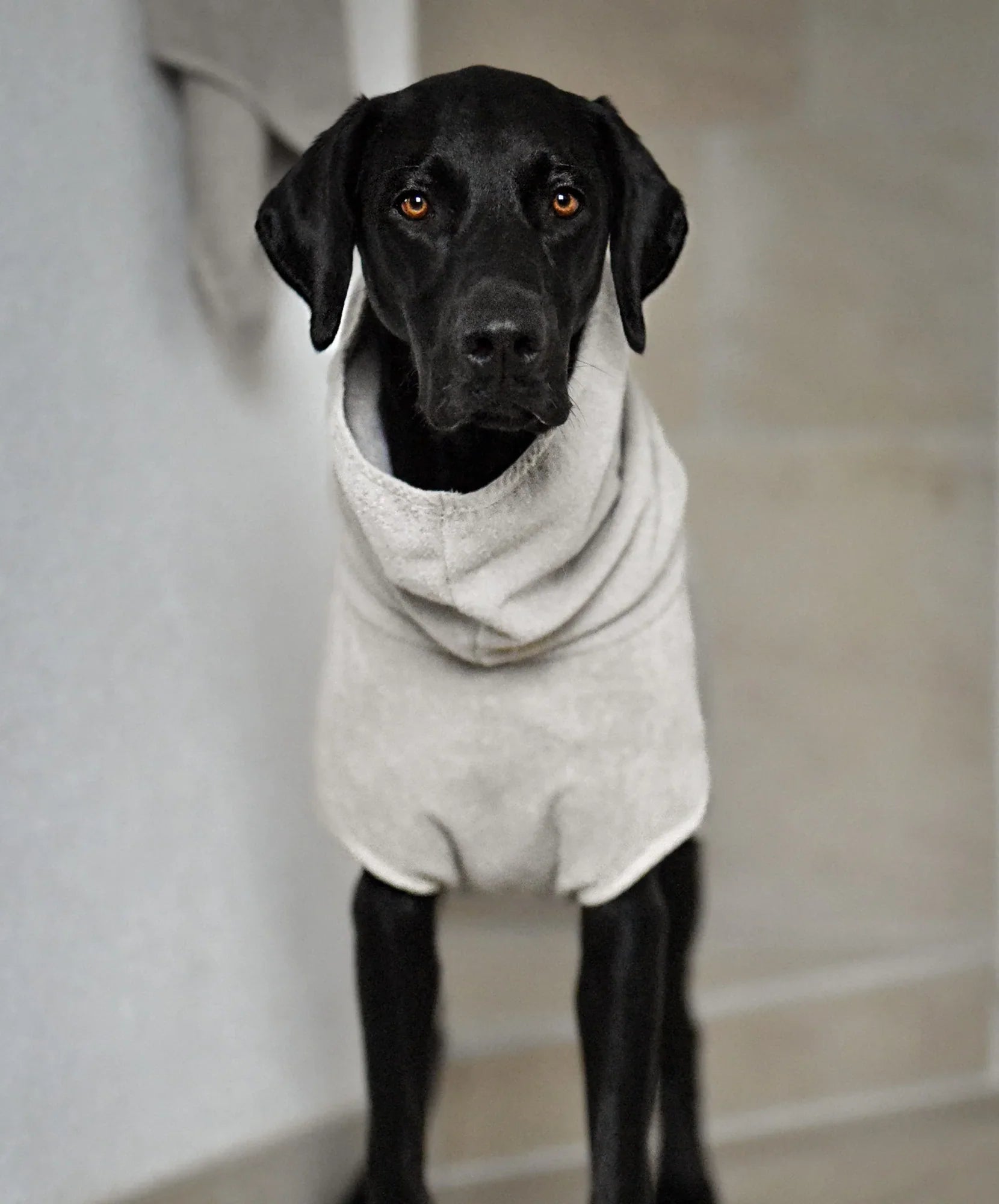 Bagno Hundebademantel